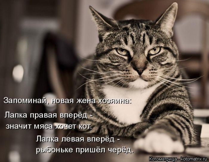 Лучшие котоматрицы недели