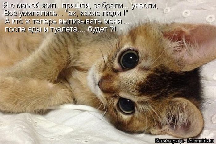 Лучшие котоматрицы недели