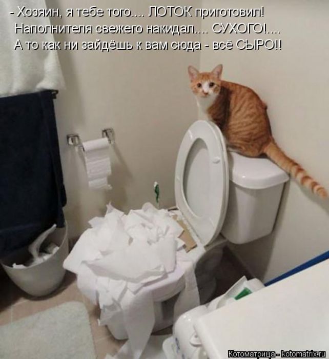 Лучшие котоматрицы недели