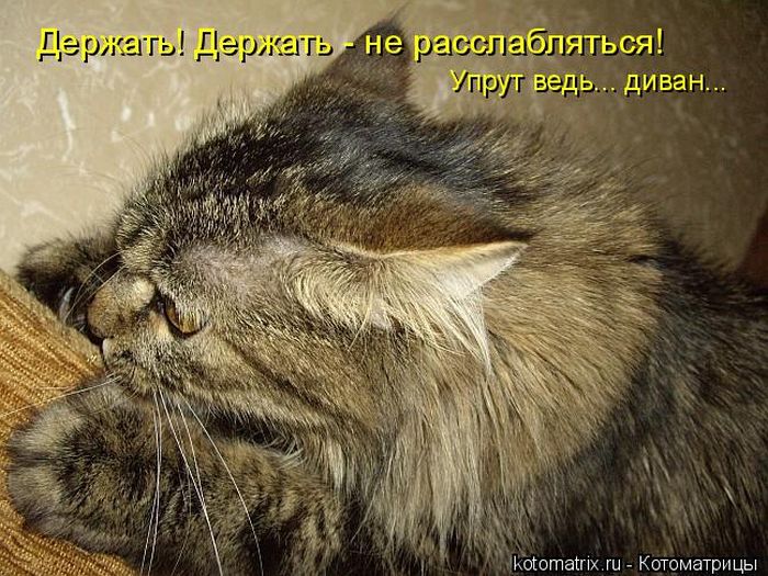 Лучшие котоматрицы недели