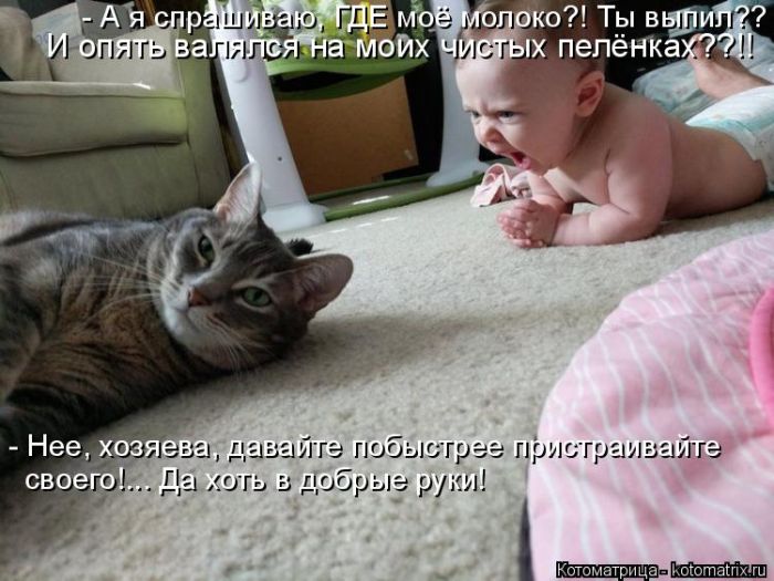 Лучшие котоматрицы недели