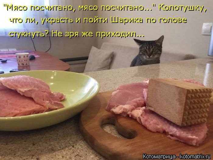 Лучшие котоматрицы недели