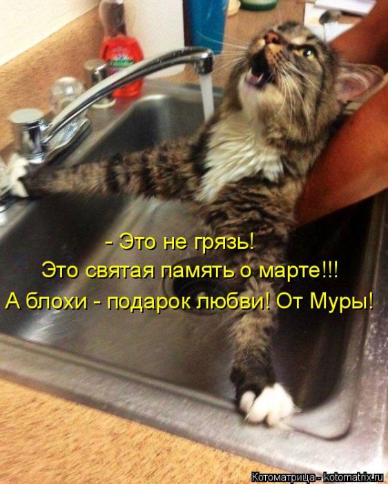 Лучшие котоматрицы недели