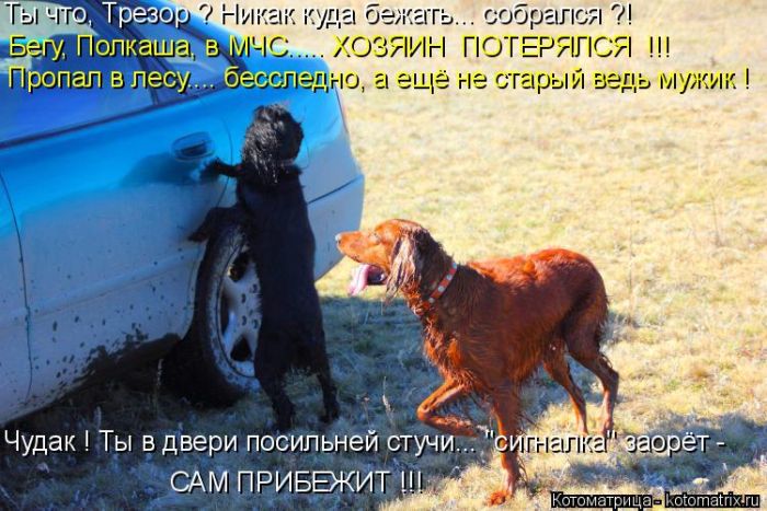 Лучшие котоматрицы недели