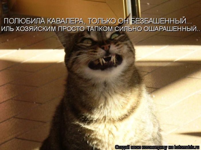 Лучшие котоматрицы недели