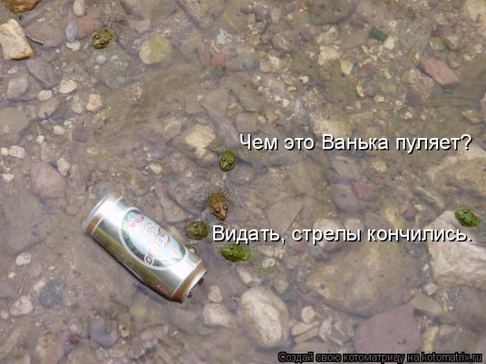 Лучшие котоматрицы недели