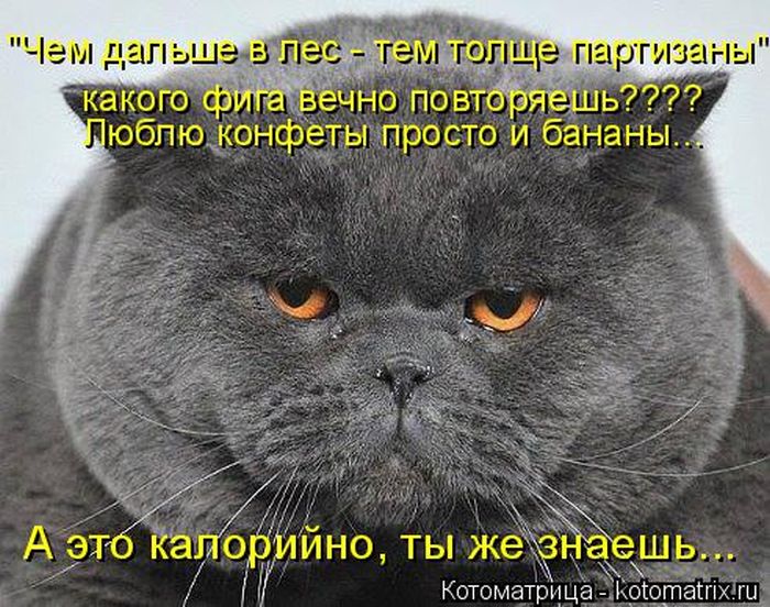 Лучшие котоматрицы недели