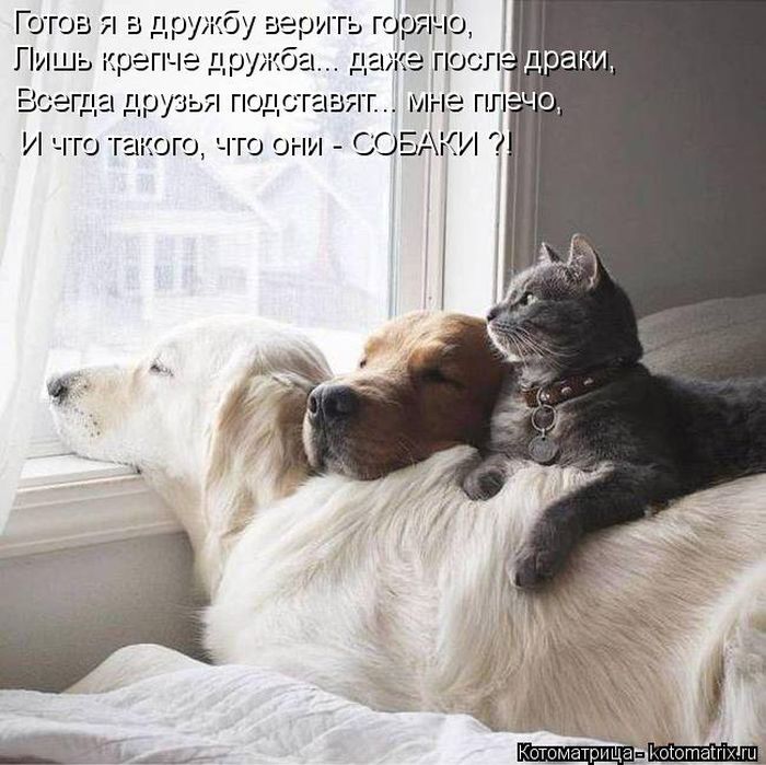 Лучшие котоматрицы недели