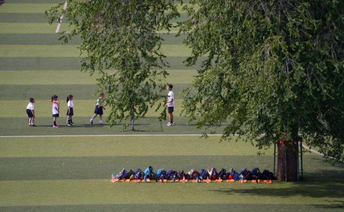 Дерево посреди школьного стадиона