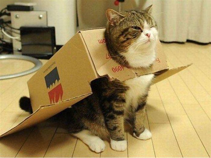 Прикольные картинки
