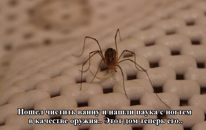 Порция картинок
