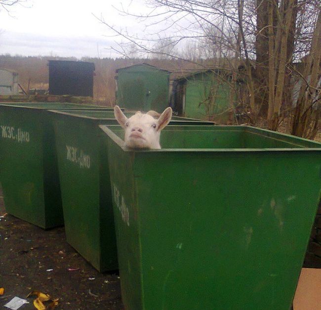 Порция картинок
