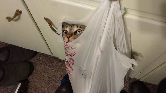 Забавные коты под различными веществами