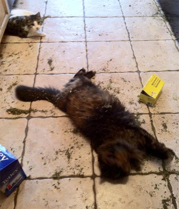 Забавные коты под различными веществами