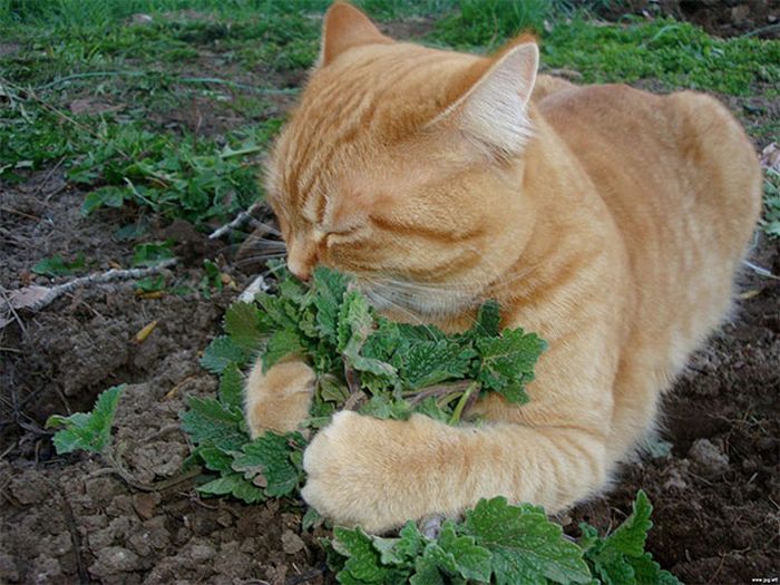 Забавные коты под различными веществами