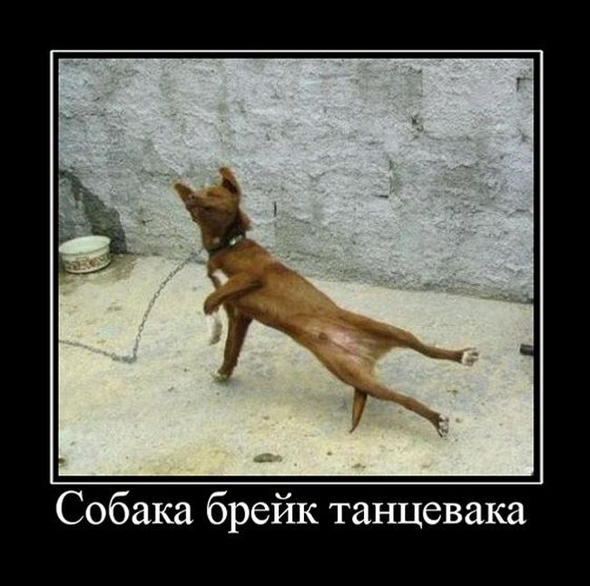 Демотиваторы