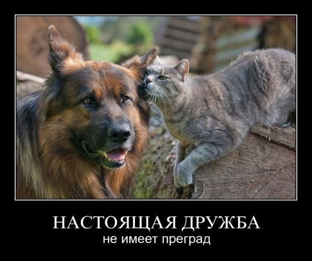 Демотиваторы