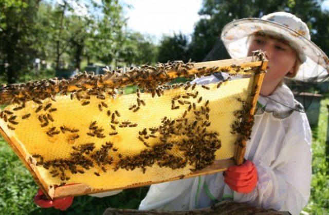 Школьные предметы, на которых дети не скучают Школьные предметы, на которых дети не скучают