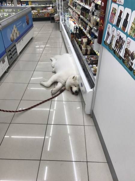 Прикольные картинки