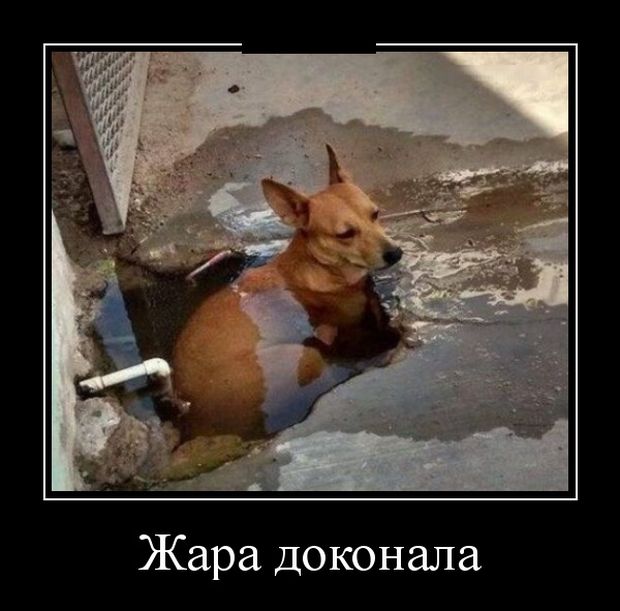 Демотиваторы