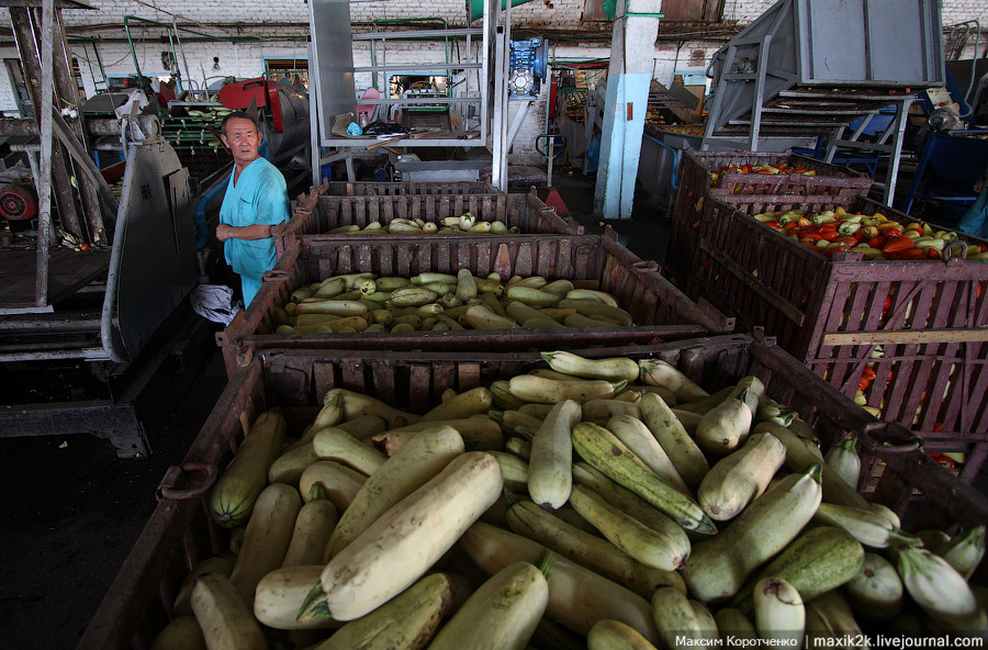 Как делают консервы (18 фото)