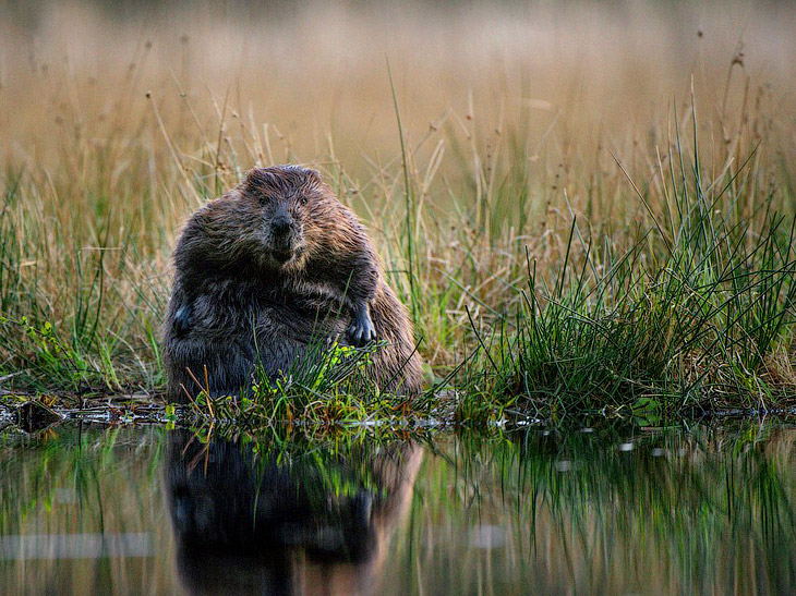 National Geographic: лучшие фотографии августа