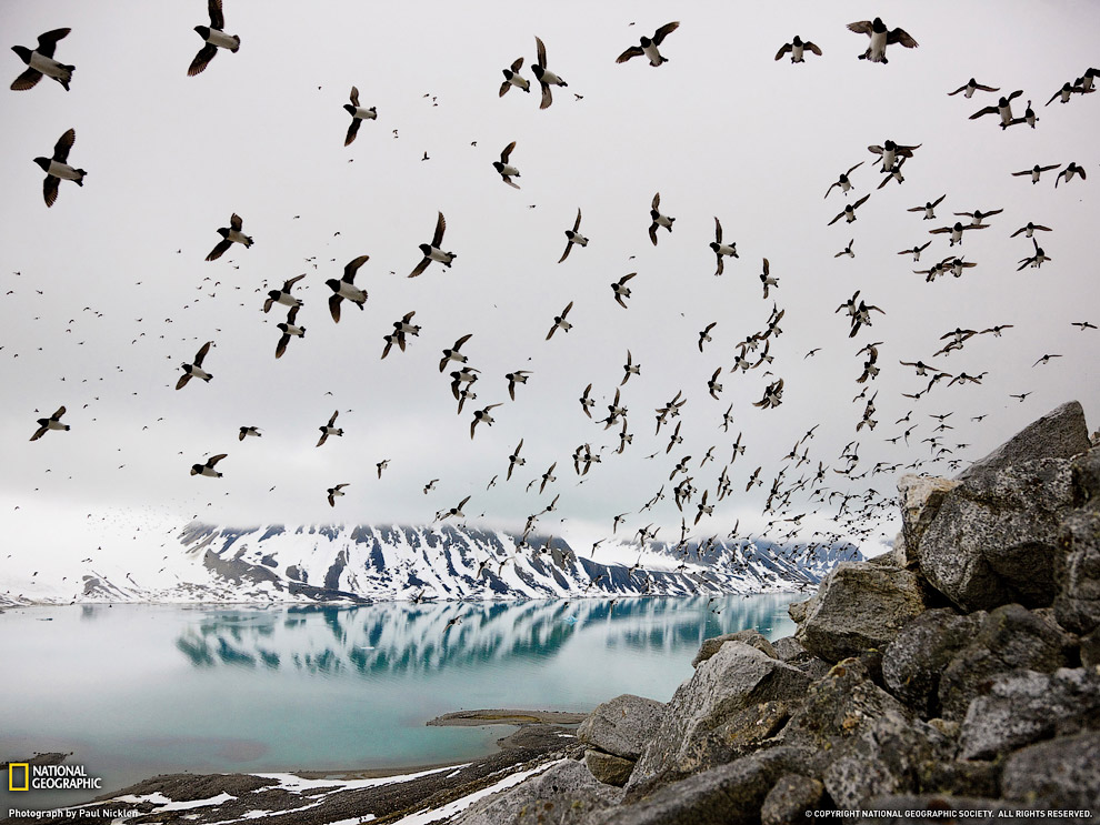 National Geographic: лучшие фотографии августа