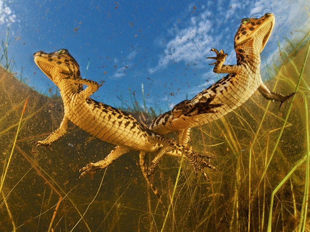 National Geographic: лучшие фотографии августа