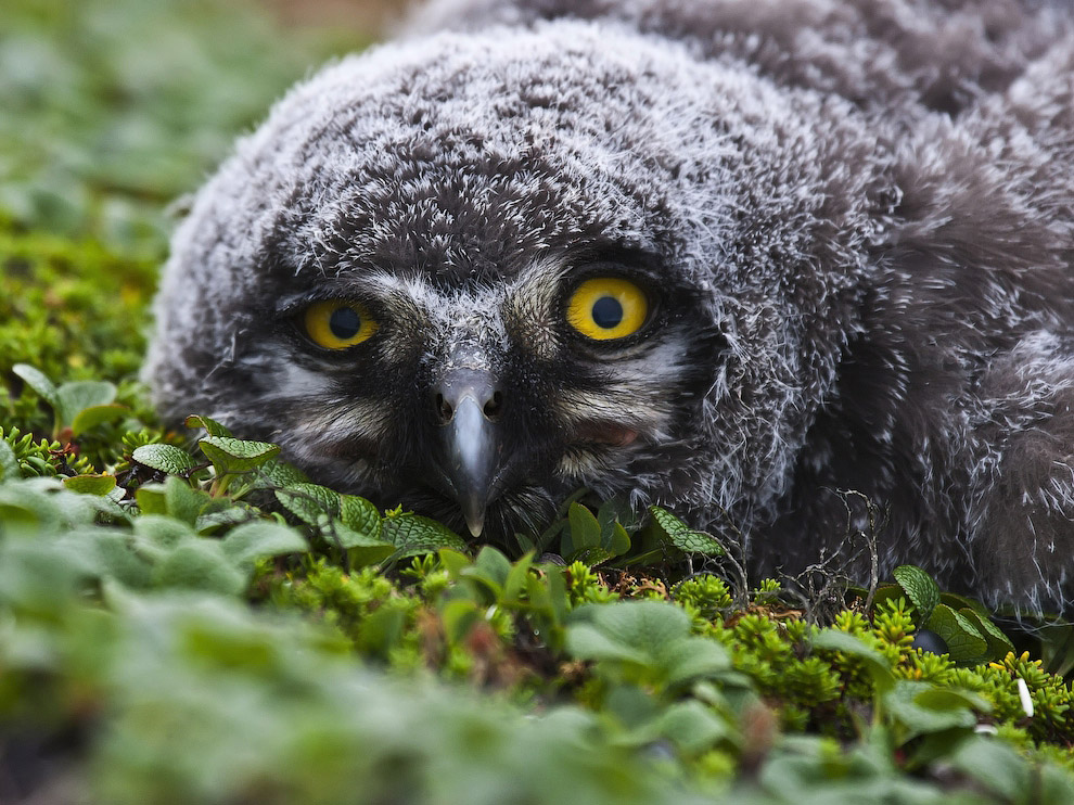 National Geographic: лучшие фотографии августа