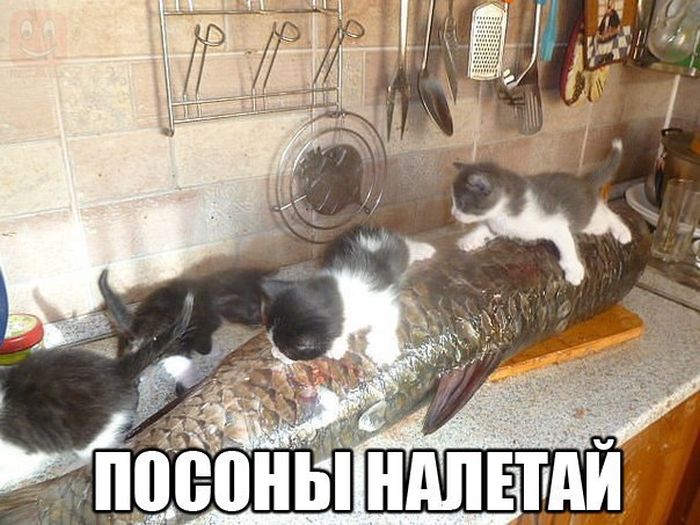 Порция картинок