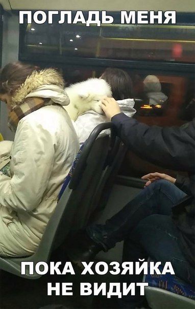 Прикольные картинки