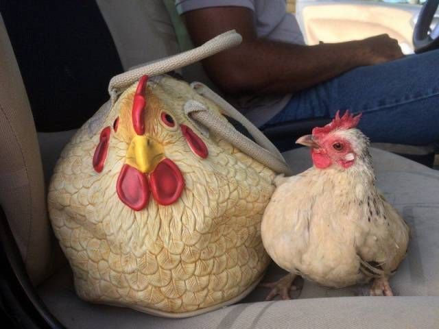 Прикольные картинки