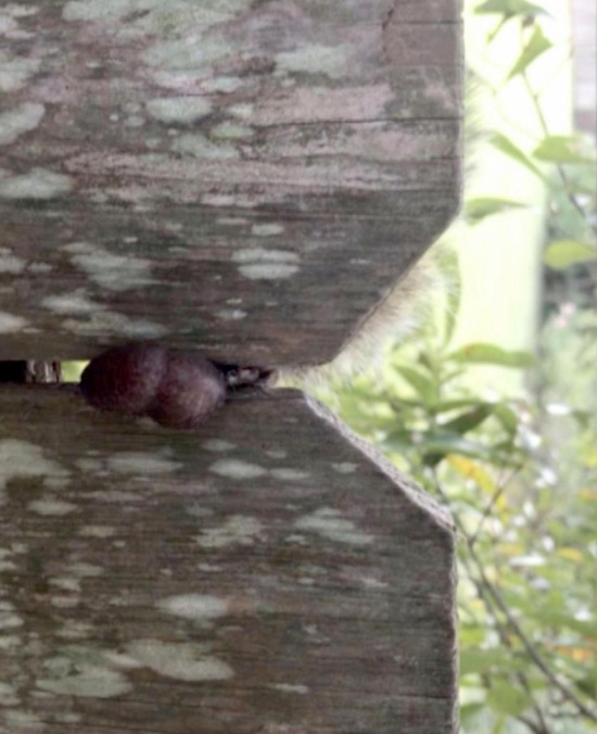 Самая неудачливая белка