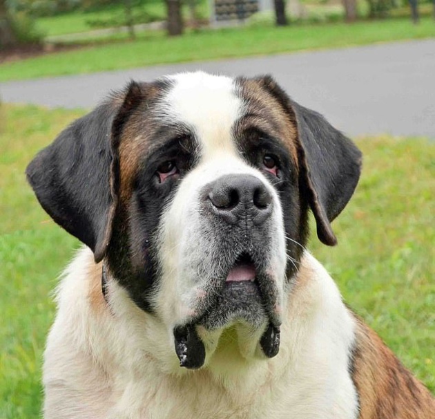 Неприятная встреча собаки с дикобразом