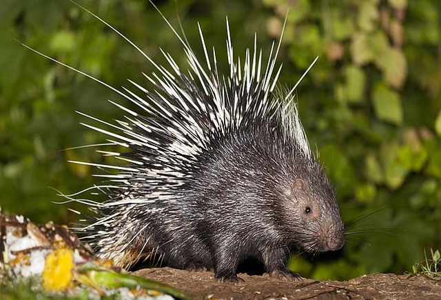 Неприятная встреча собаки с дикобразом