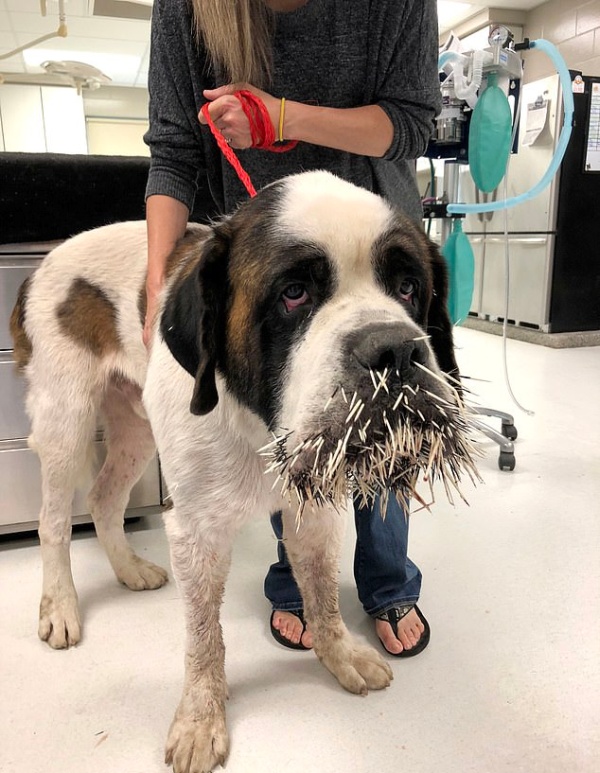 Неприятная встреча собаки с дикобразом