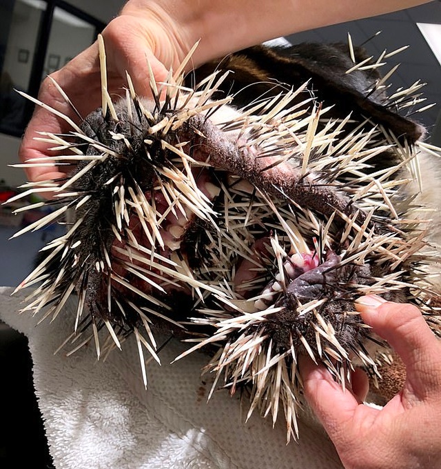 Неприятная встреча собаки с дикобразом