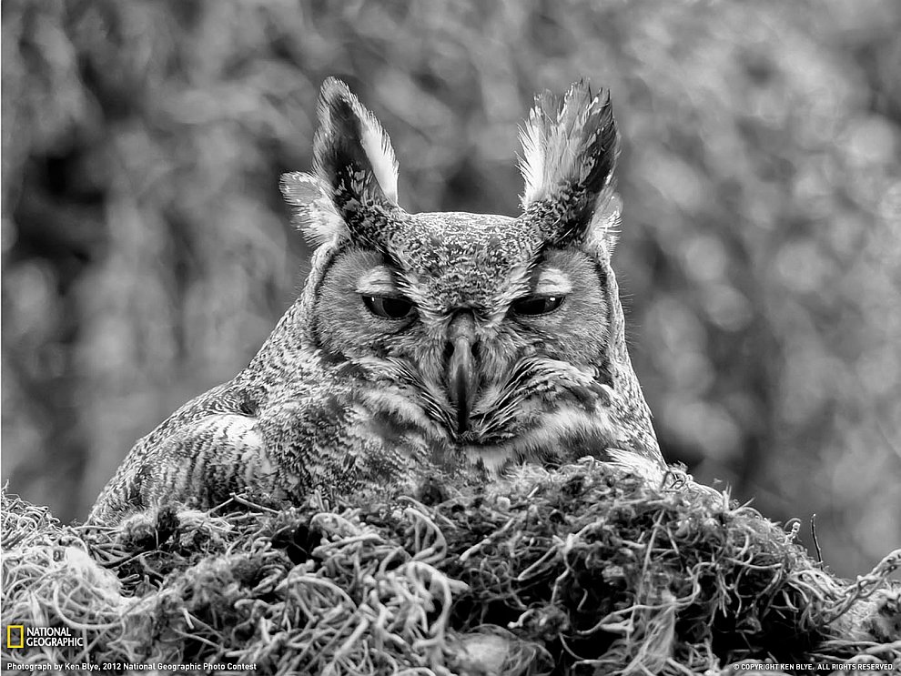 National Geographic: лучшие фотографии ноября National Geographic: лучшие фотографии ноября