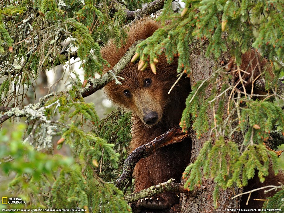 National Geographic: лучшие фотографии ноября National Geographic: лучшие фотографии ноября
