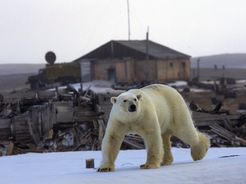 National Geographic: лучшие фотографии ноября National Geographic: лучшие фотографии ноября