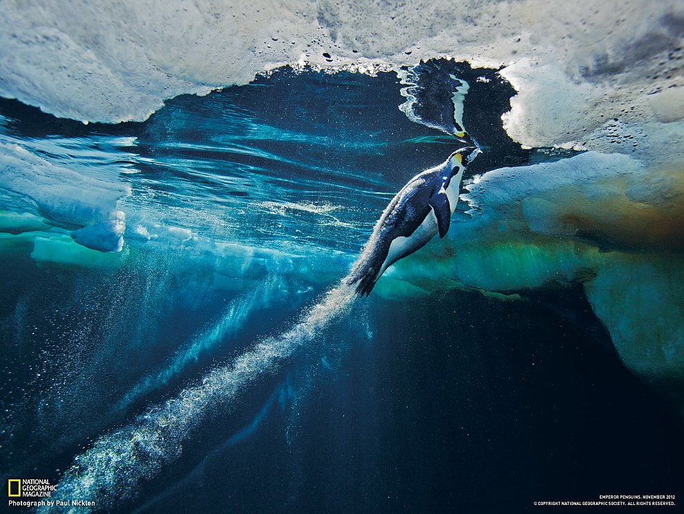 National Geographic: лучшие фотографии ноября National Geographic: лучшие фотографии ноября