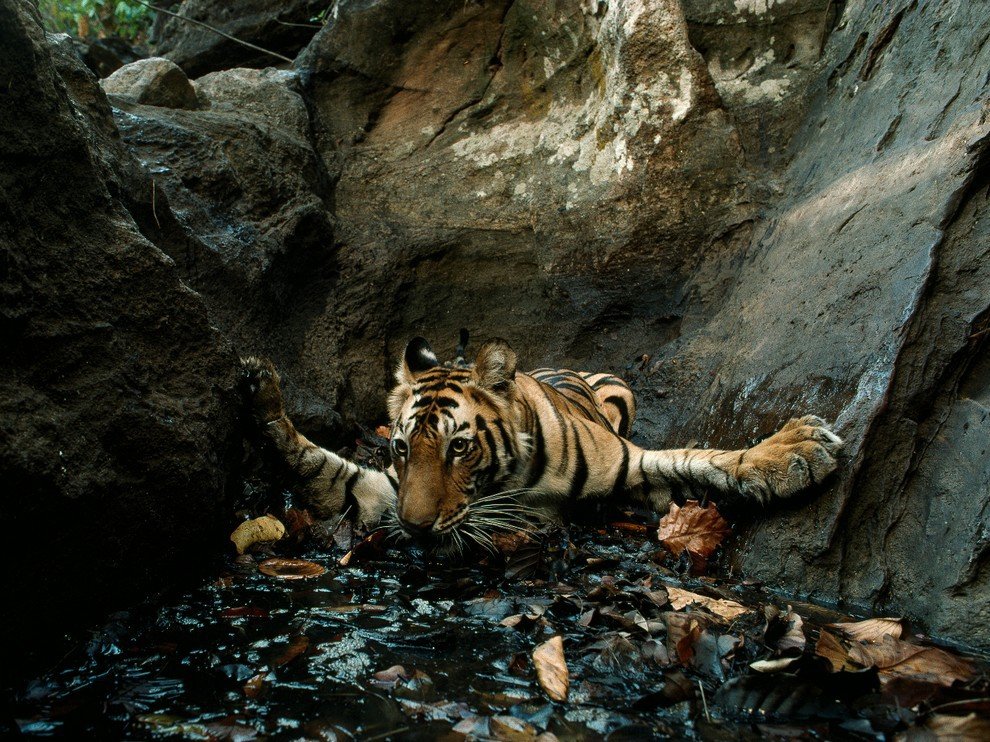 National Geographic: лучшие фотографии ноября National Geographic: лучшие фотографии ноября