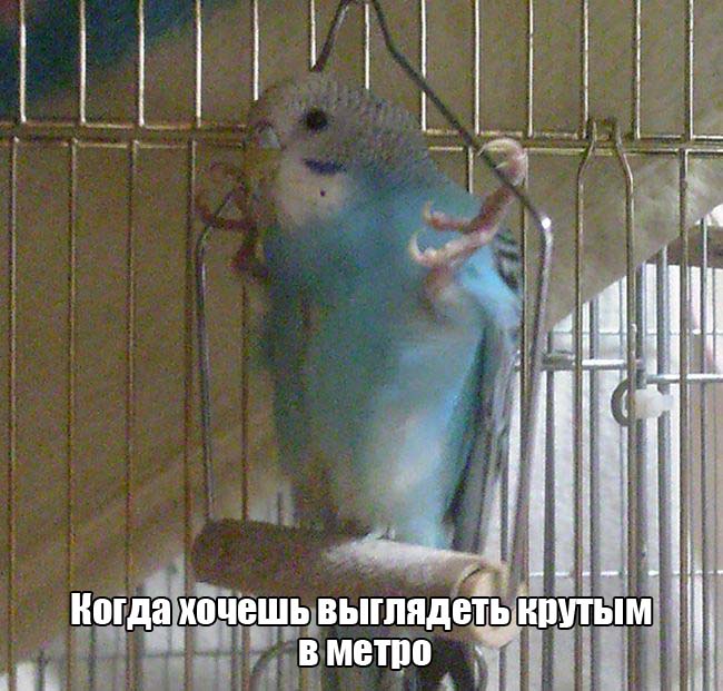 Порция картинок
