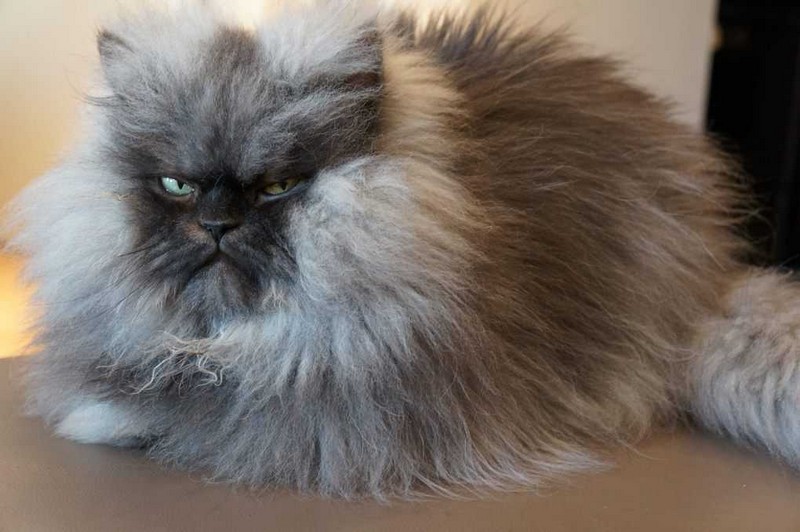 Самые знаменитые кошки