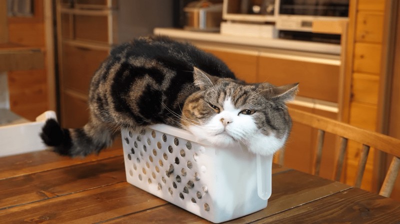 Самые знаменитые кошки