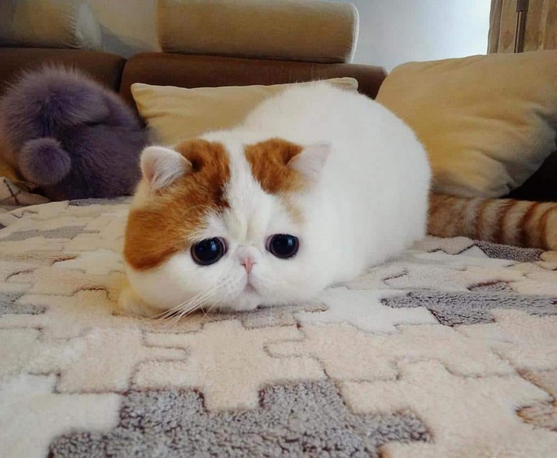 Самые знаменитые кошки