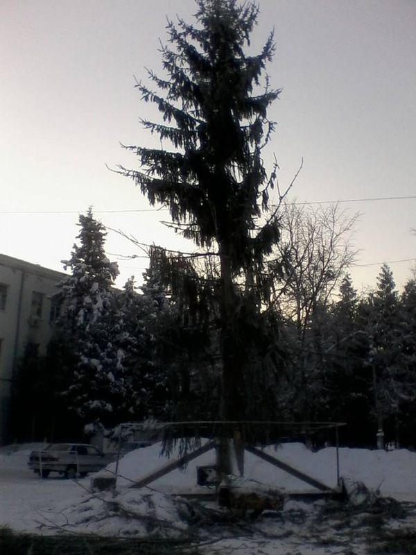 Ель в Торжке