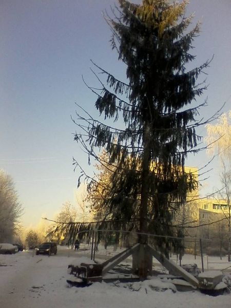 Ель в Торжке