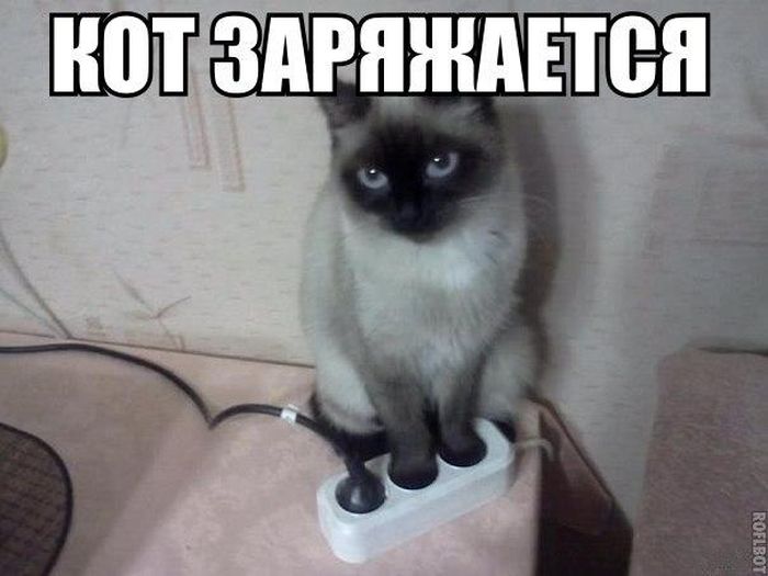 Прикольные картинки (80 фото)