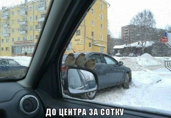 Прикольные картинки (80 фото)
